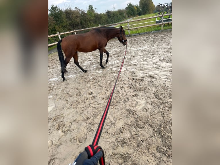 Spaans sportpaard Merrie 10 Jaar 154 cm Zwartbruin in Paderborn