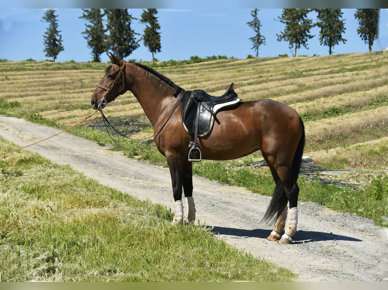 Spaans sportpaard Mix Merrie 11 Jaar 161 cm Brauner in Galaroza (Huelva)