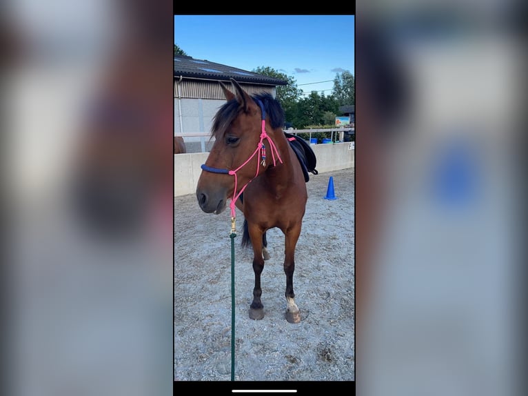 Spaans sportpaard Mix Merrie 12 Jaar 150 cm Bruin in Maldegem