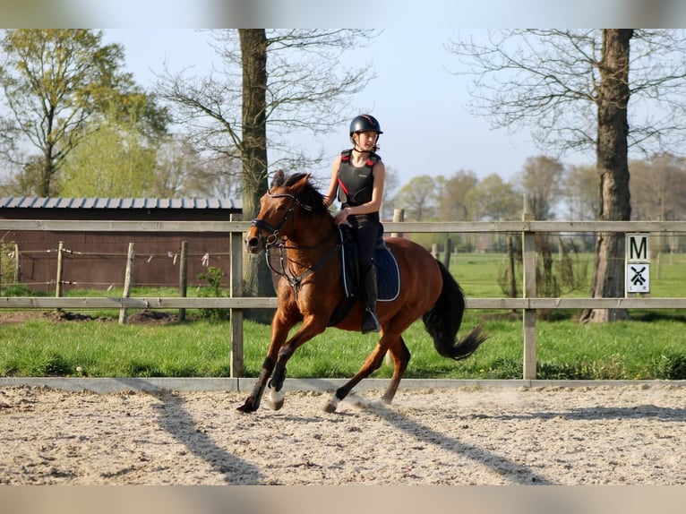 Spaans sportpaard Mix Merrie 12 Jaar 150 cm Bruin in Maldegem