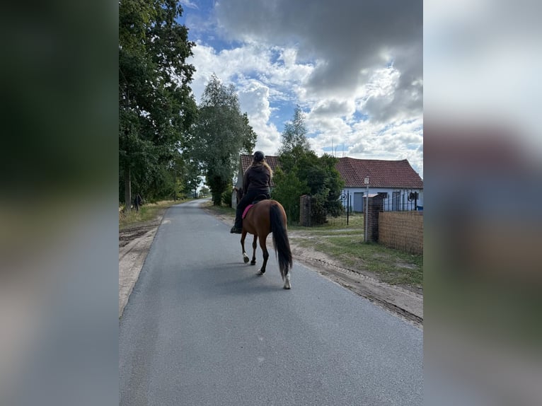 Spaans sportpaard Mix Merrie 12 Jaar 150 cm Bruin in Maldegem