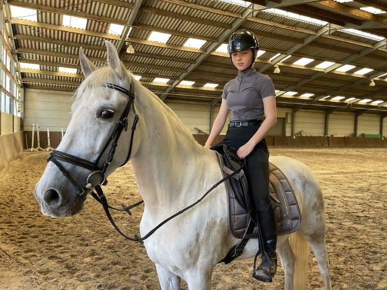 Spaans sportpaard Mix Merrie 12 Jaar 156 cm Schimmel in Welkenraedt