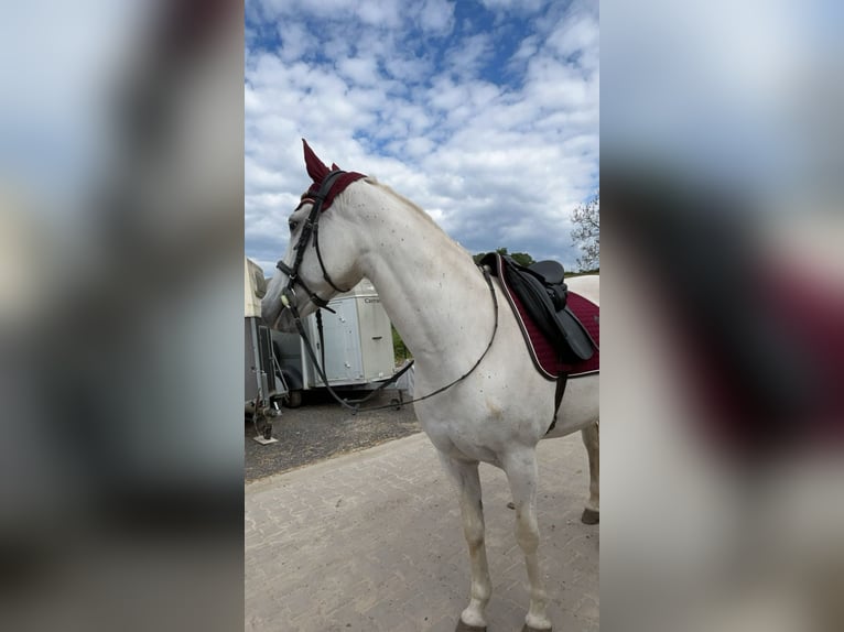 Spaans sportpaard Mix Merrie 12 Jaar 156 cm Schimmel in Welkenraedt