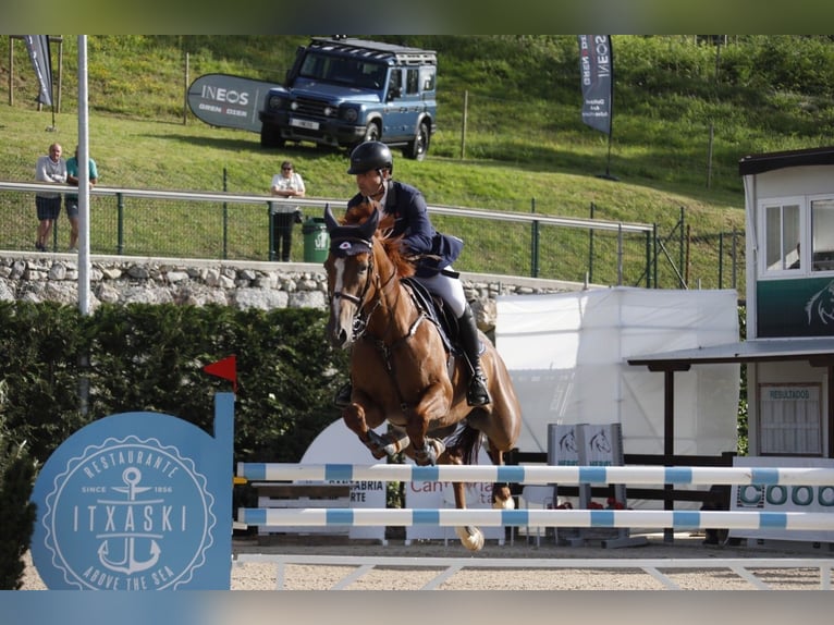 Spaans sportpaard Merrie 12 Jaar Vos in Marbella