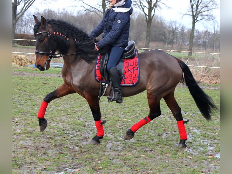 Spaans sportpaard Mix Merrie 13 Jaar 152 cm Brauner in Großheide