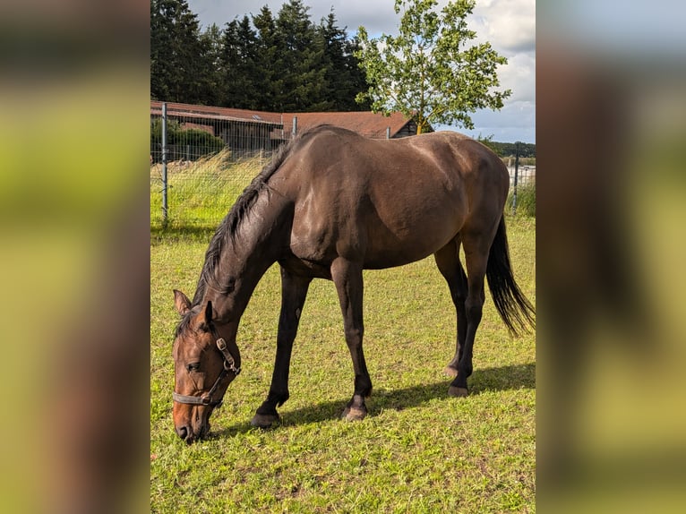 Spaans sportpaard Mix Merrie 13 Jaar 155 cm Donkerbruin in Glindenberg