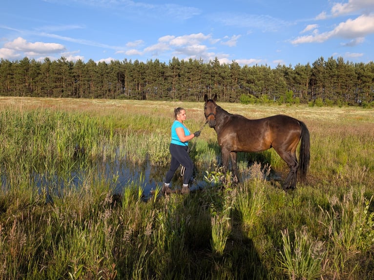 Spaans sportpaard Mix Merrie 13 Jaar 155 cm Donkerbruin in Glindenberg