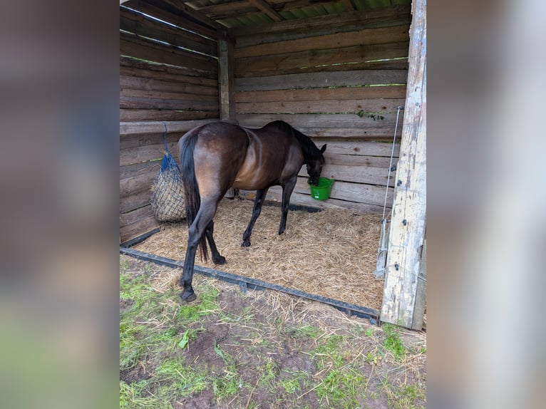 Spaans sportpaard Mix Merrie 13 Jaar 155 cm Donkerbruin in Glindenberg