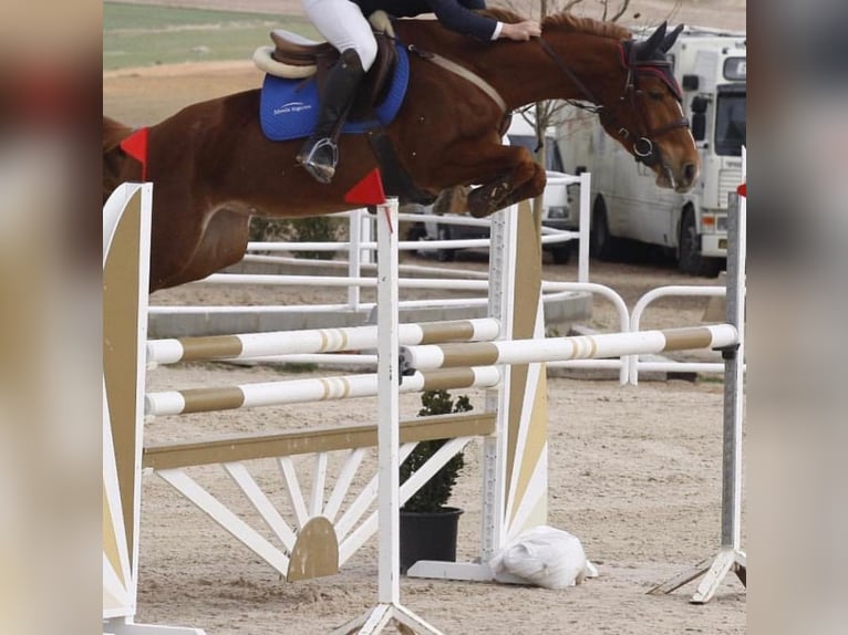 Spaans sportpaard Merrie 13 Jaar 162 cm Vos in Caceres