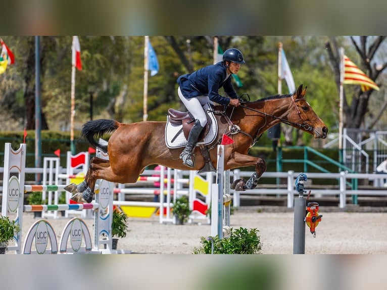 Spaans sportpaard Merrie 13 Jaar 168 cm Brauner in Majadahonda