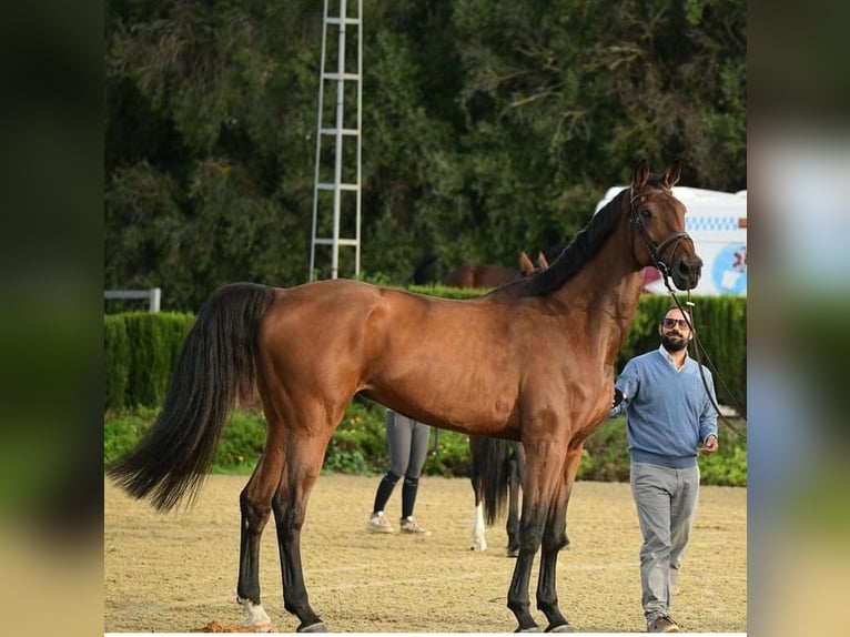Spaans sportpaard Merrie 13 Jaar 182 cm Brauner in Mijas