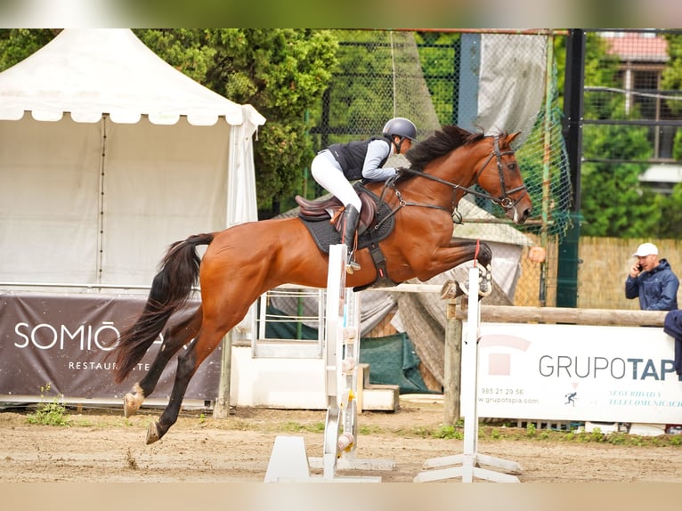 Spaans sportpaard Merrie 13 Jaar 182 cm Brauner in Mijas