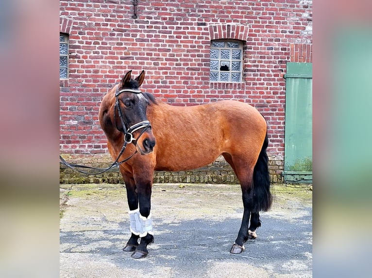 Spaans sportpaard Mix Merrie 14 Jaar 152 cm Brauner in Kempen