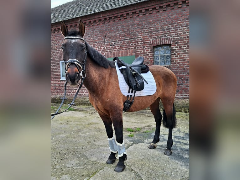 Spaans sportpaard Mix Merrie 14 Jaar 152 cm Brauner in Kempen