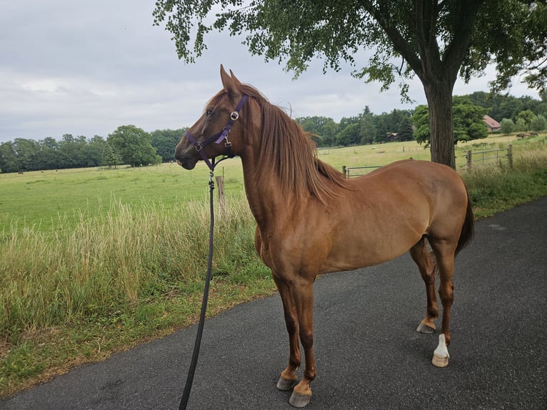 Spaans sportpaard Merrie 14 Jaar 160 cm Vos in Achim