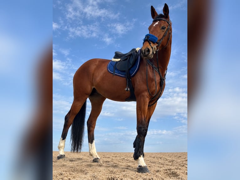 Spaans sportpaard Merrie 14 Jaar 169 cm Bruin in Fuente El Saz De Jarama