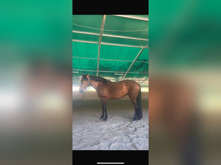 Spaans sportpaard Mix Merrie 15 Jaar 155 cm Bruin in Sustrum
