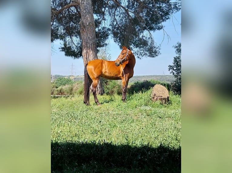 Spaans sportpaard Merrie 15 Jaar 172 cm Bruin in Llerona (Franqueses Del Valles, Les)