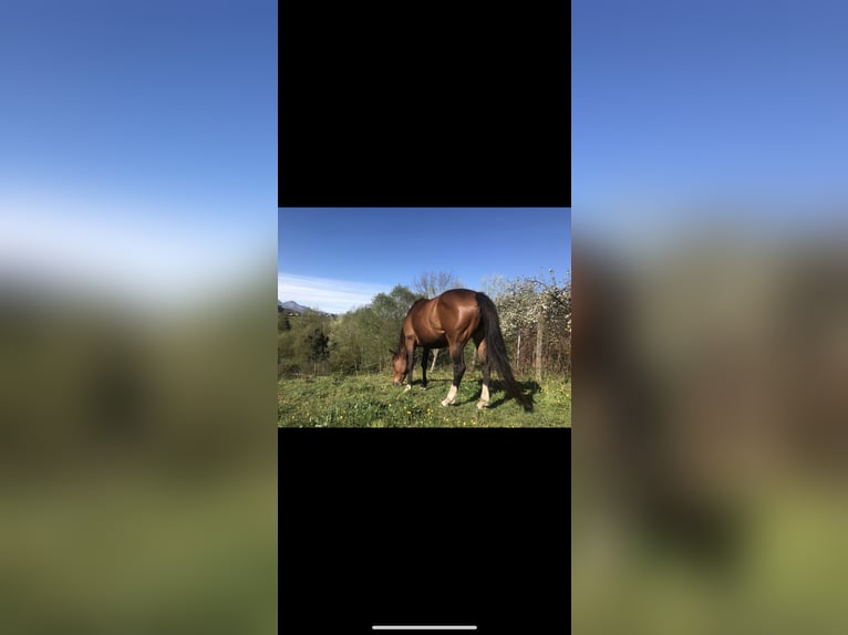 Spaans sportpaard Merrie 15 Jaar Brauner in Colloto (Siero)