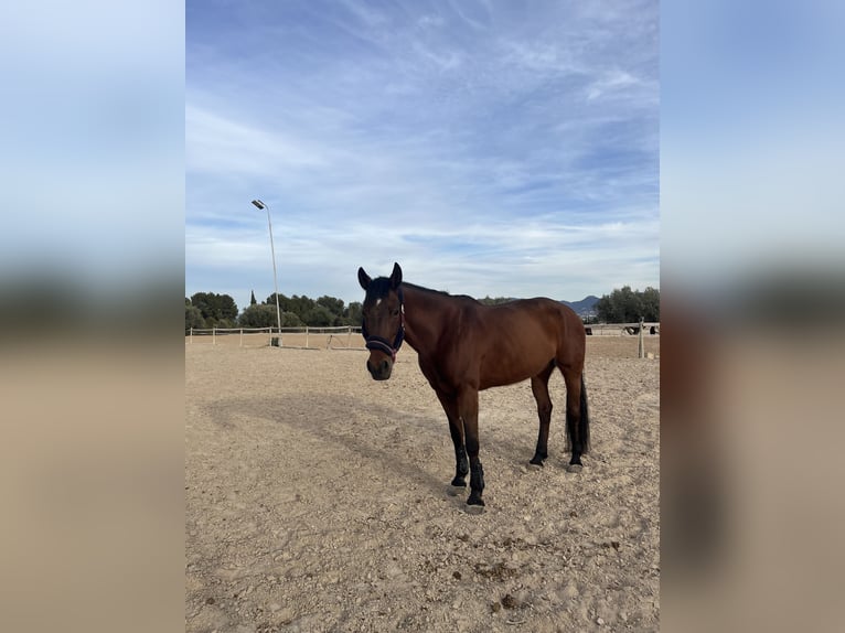 Spaans sportpaard Merrie 16 Jaar 158 cm Brauner in Alcantarilla