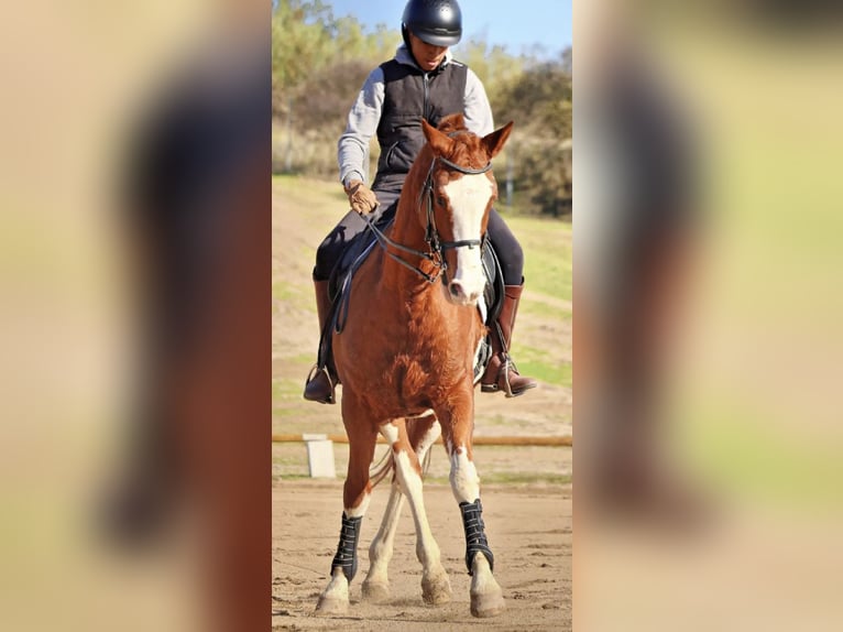 Spaans sportpaard Merrie 16 Jaar 163 cm Gevlekt-paard in Serranillos Del Valle