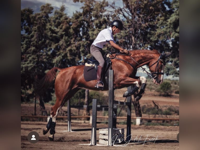 Spaans sportpaard Merrie 16 Jaar 163 cm Gevlekt-paard in Serranillos Del Valle