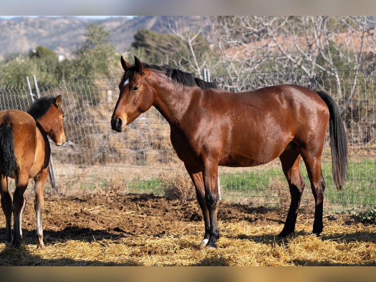 Spaans sportpaard Mix Merrie 1 Jaar 130 cm Brauner in Valencia