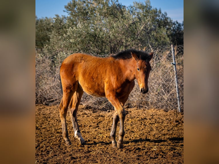 Spaans sportpaard Mix Merrie 1 Jaar 130 cm Bruin in Valencia