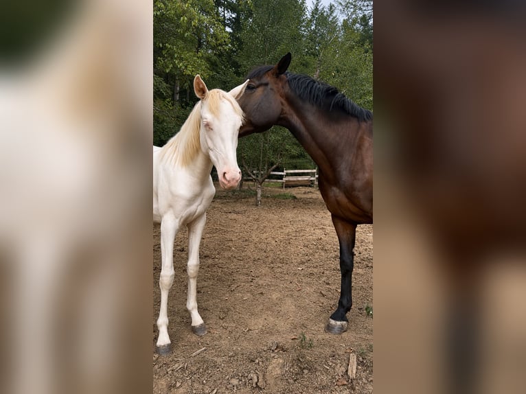 Spaans sportpaard Mix Merrie 1 Jaar 142 cm Cremello in Durango