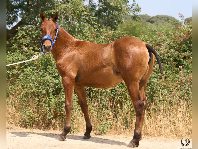 Spaans sportpaard Merrie 1 Jaar 145 cm Donkerbruin in Navalperal De Pinares