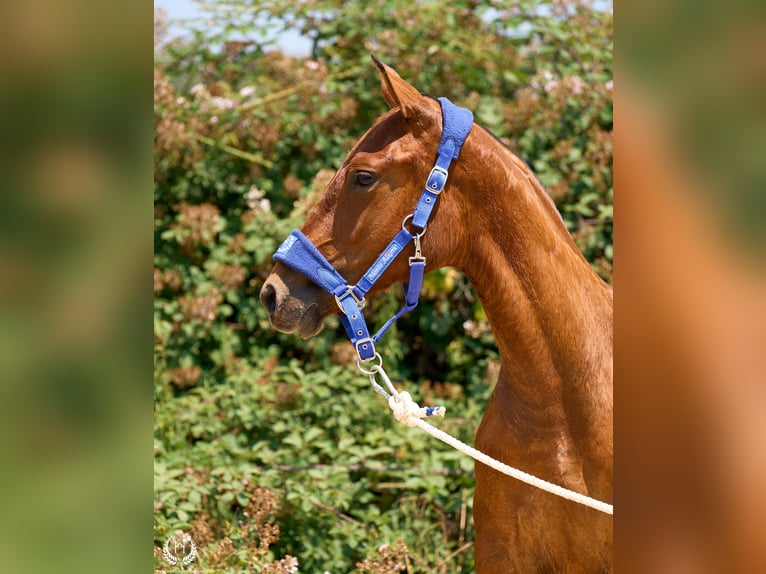 Spaans sportpaard Merrie 1 Jaar 145 cm Donkerbruin in Navalperal De Pinares