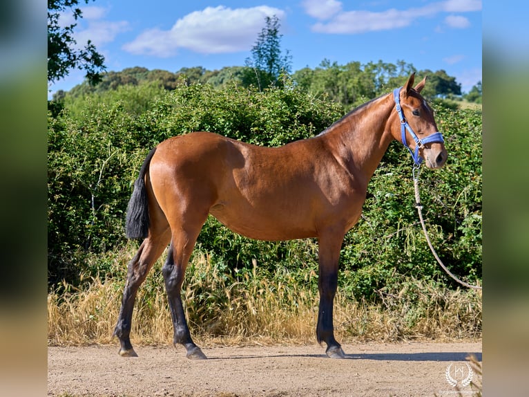 Spaans sportpaard Merrie 1 Jaar 150 cm Bruin in Navalperal De Pinares