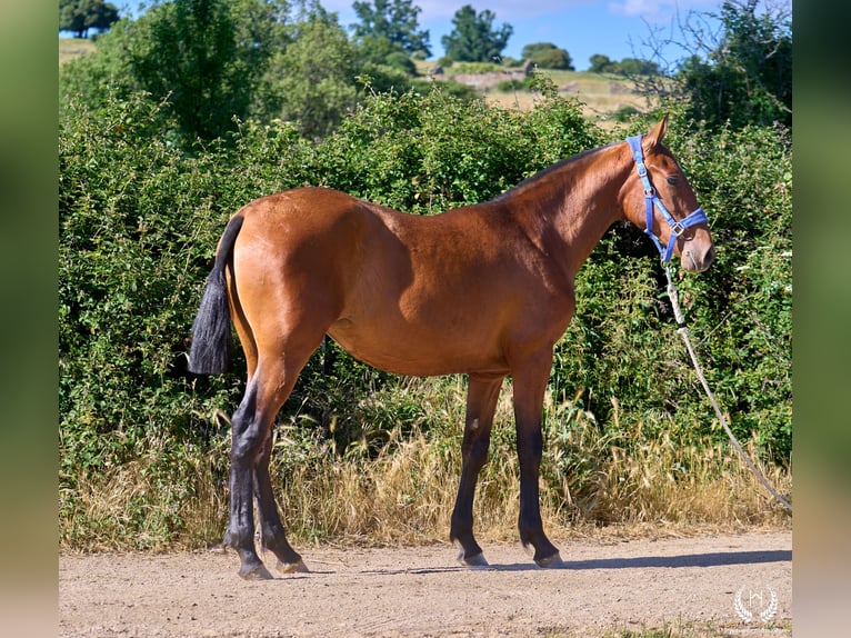 Spaans sportpaard Merrie 1 Jaar 150 cm Bruin in Navalperal De Pinares