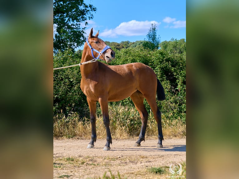 Spaans sportpaard Merrie 1 Jaar 150 cm Bruin in Navalperal De Pinares