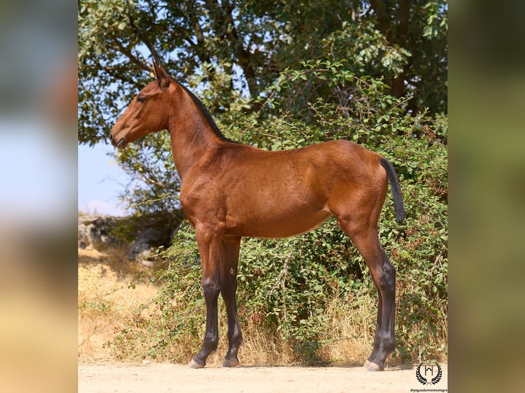 Spaans sportpaard Merrie 1 Jaar 150 cm Bruin in Navalperal De Pinares