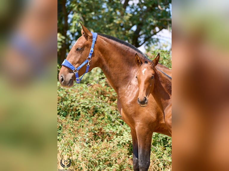 Spaans sportpaard Merrie 1 Jaar 155 cm Bruin in Navalperal De Pinares