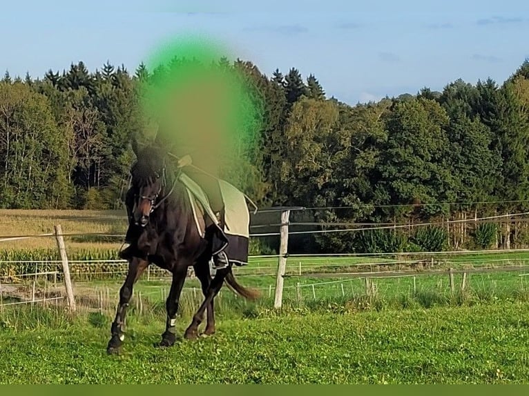 Spaans sportpaard Merrie 20 Jaar 154 cm Zwart in Aying