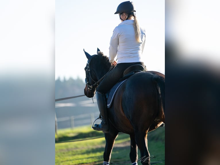 Spaans sportpaard Merrie 20 Jaar 154 cm Zwart in Aying