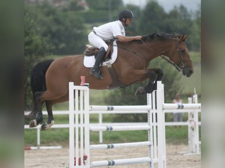 Spaans sportpaard Merrie 20 Jaar Donkerbruin in Noia