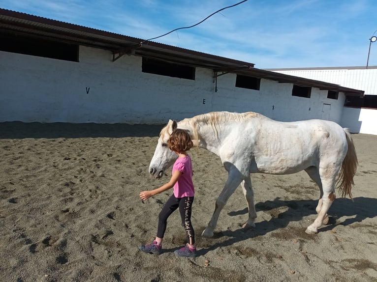 Spaans sportpaard Merrie 24 Jaar 165 cm Wit in Molina De Segura