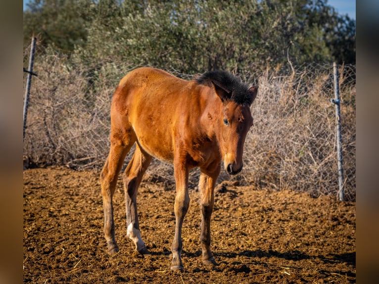 Spaans sportpaard Mix Merrie 2 Jaar 130 cm Bruin in Valencia