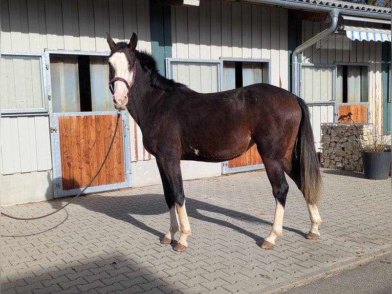 Spaans sportpaard Merrie 2 Jaar 158 cm Donkerbruin in Wangen im Allg&#xE4;u