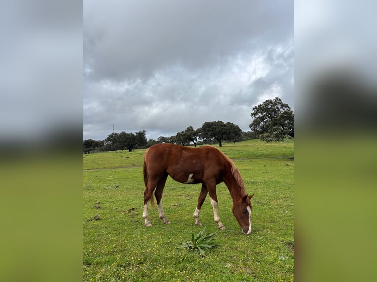 Spaans sportpaard Merrie 2 Jaar 159 cm Vos in Gerena