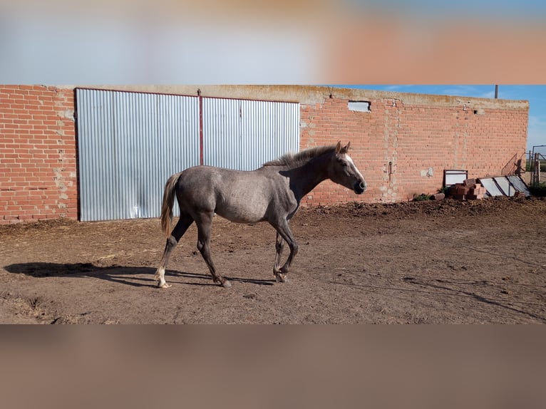 Spaans sportpaard Merrie 2 Jaar 160 cm Rood schimmel in Medina Del Campo