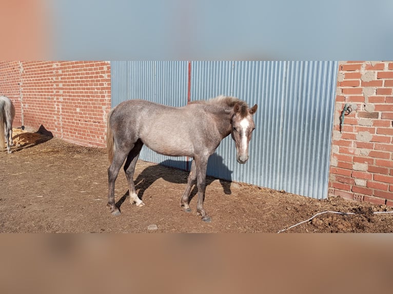 Spaans sportpaard Merrie 2 Jaar 160 cm Rood schimmel in Medina Del Campo