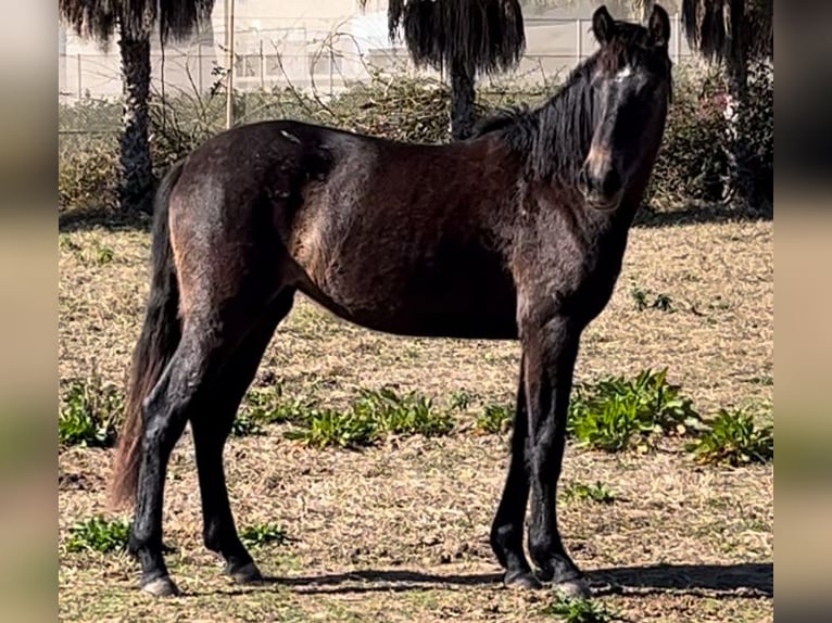 Spaans sportpaard Merrie 2 Jaar 163 cm Schimmel in Alquerias De Santa Barbara