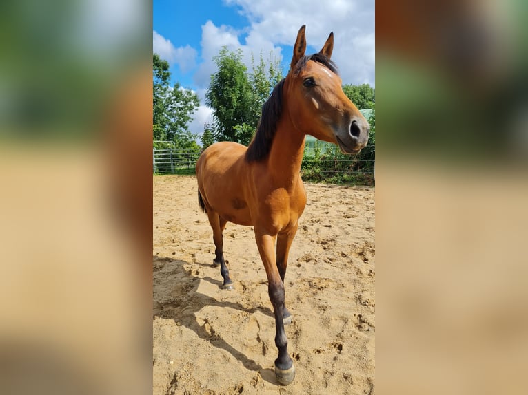 Spaans sportpaard Mix Merrie 3 Jaar 150 cm Brauner in Hessisch Oldendorf