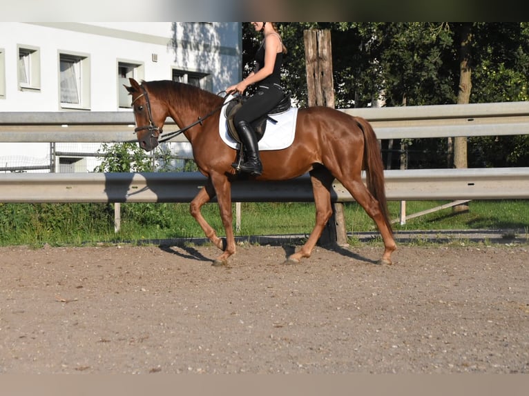 Spaans sportpaard Merrie 3 Jaar 154 cm Donkere-vos in Arnstorf