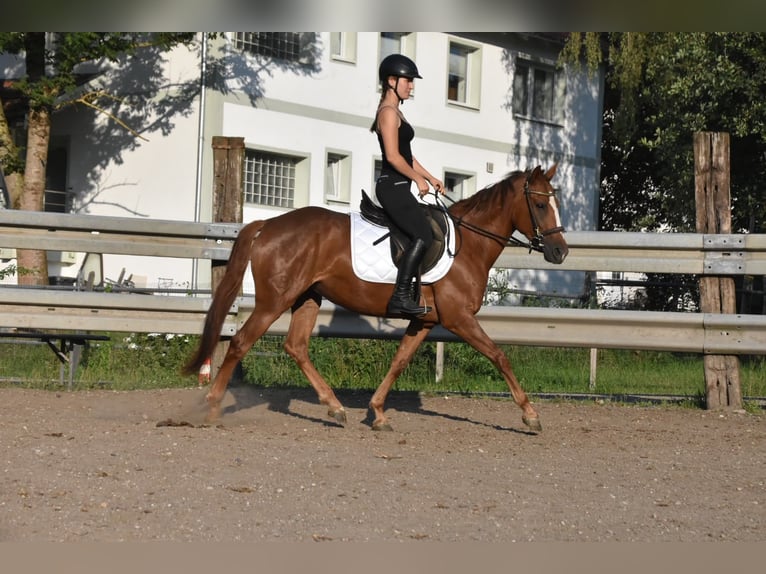 Spaans sportpaard Merrie 3 Jaar 154 cm Donkere-vos in Arnstorf