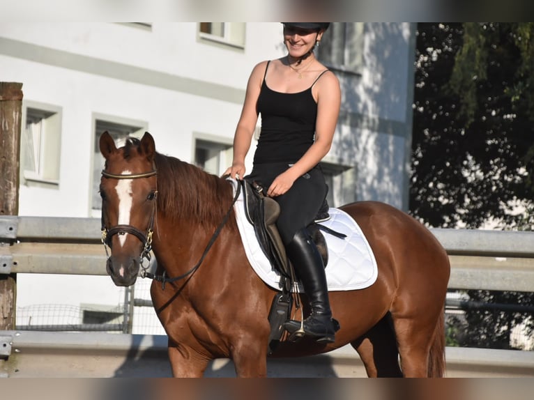 Spaans sportpaard Merrie 3 Jaar 154 cm Donkere-vos in Arnstorf